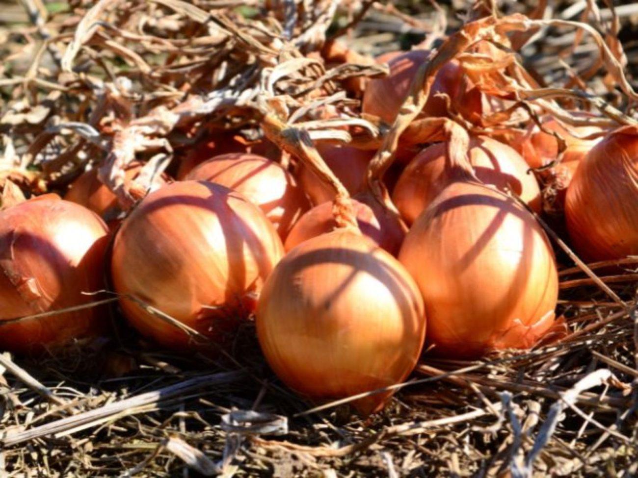 Cebola mais barata: oferta recorde pressiona preços em todo o Brasil