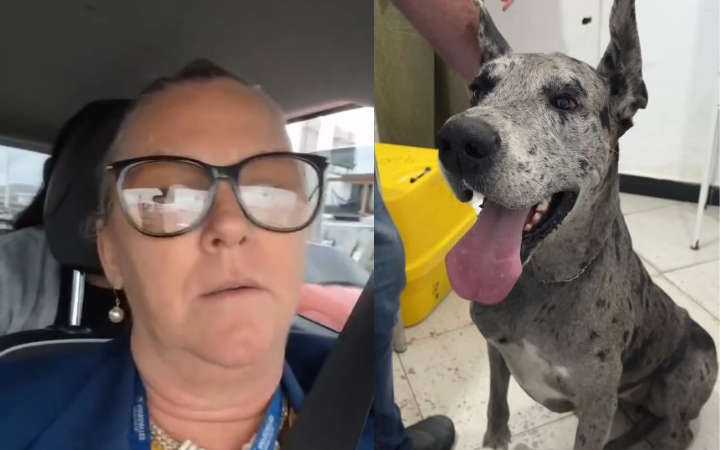 Secretária de Proteção e Cuidado Animal se pronuncia sobre caso da cadela Shine