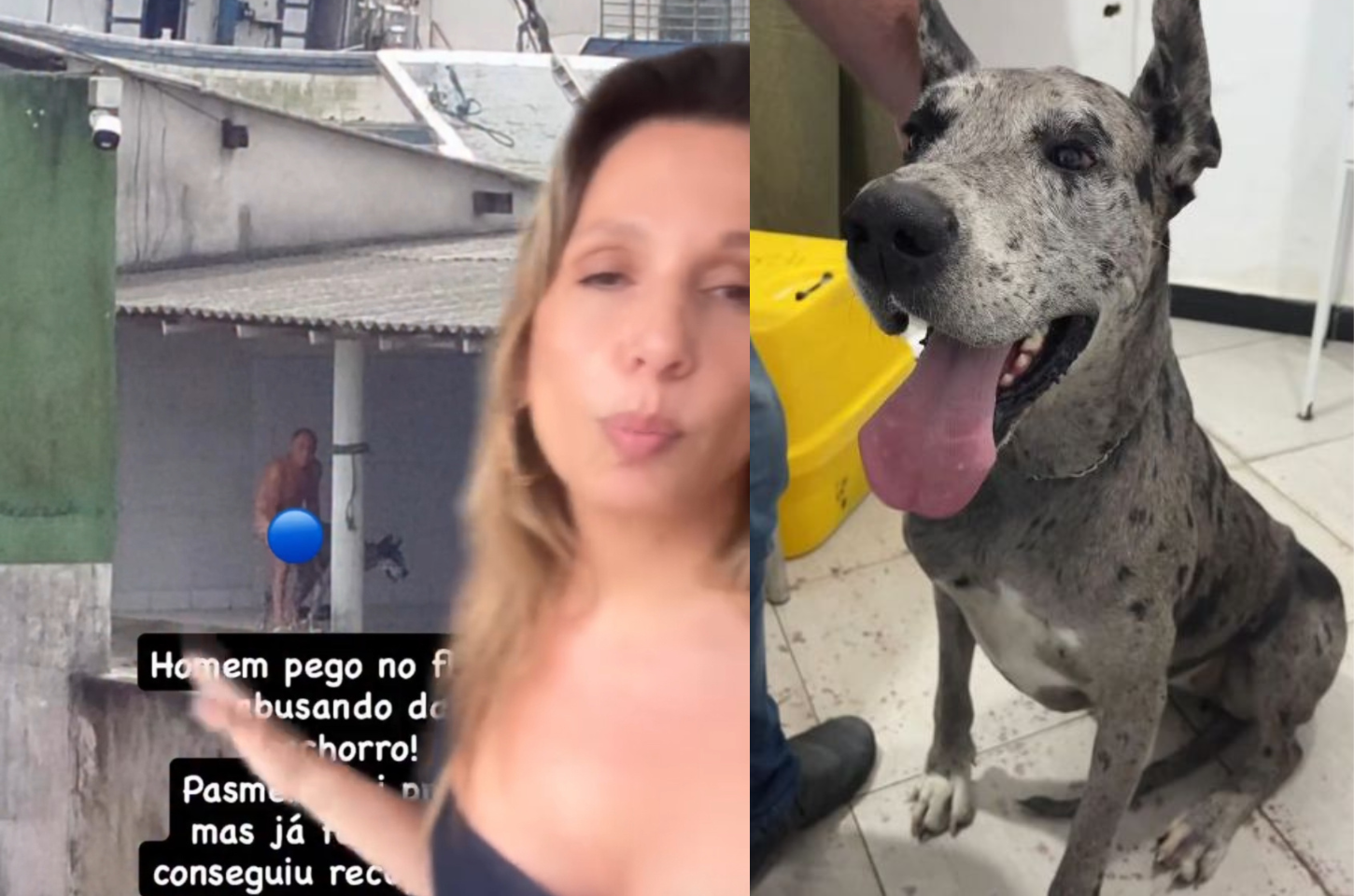 Tutor acusado de zoofilia em Navegantes recupera guarda de cadela