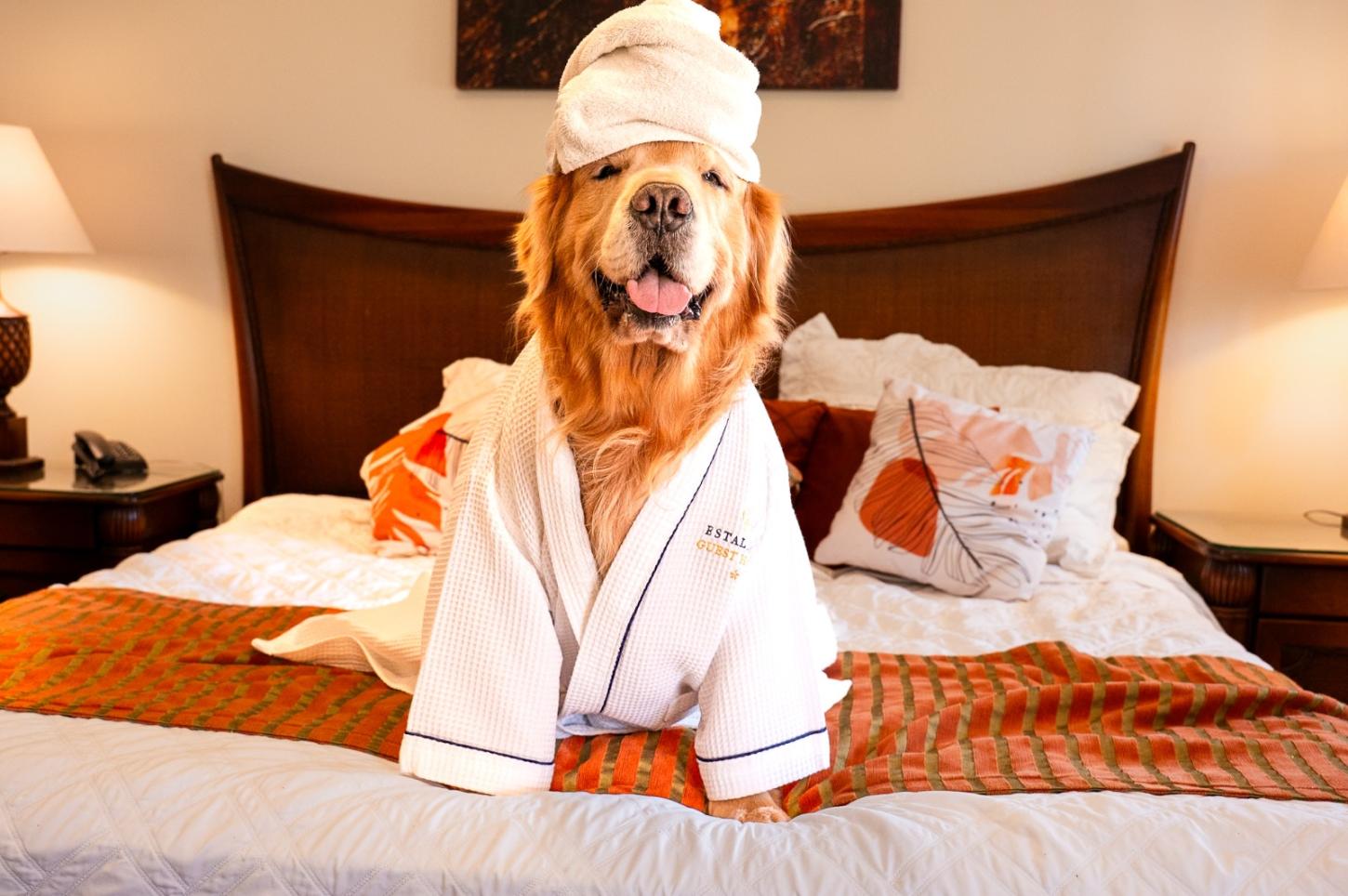 Seu pet também merece férias cinco estrelas — e a Estaleiro Guest House é o refúgio perfeito