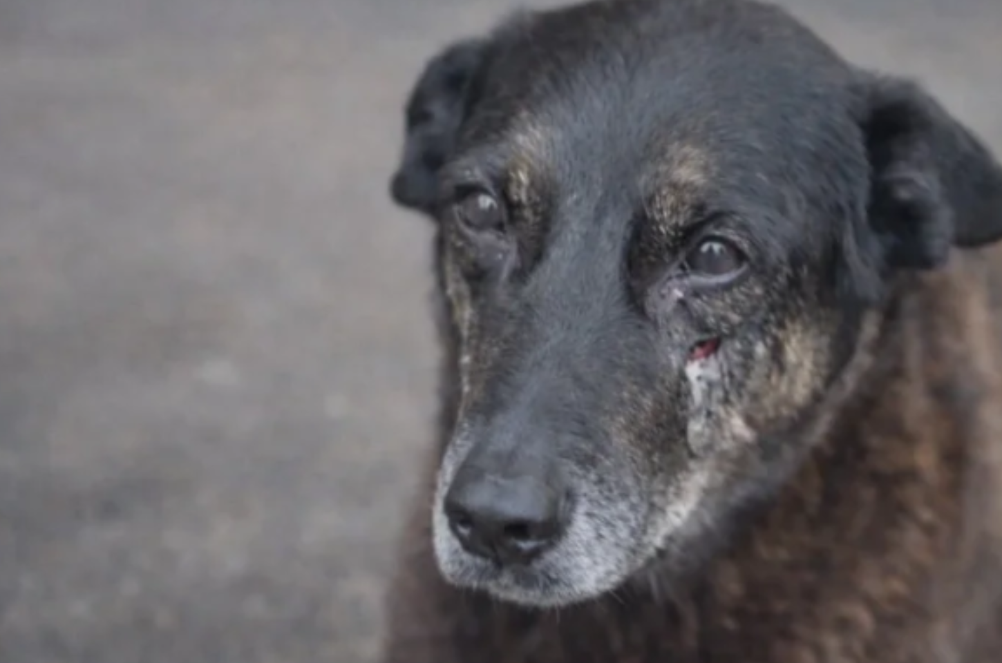 O Caso Orelha: cronologia, investigação, leis e comoção