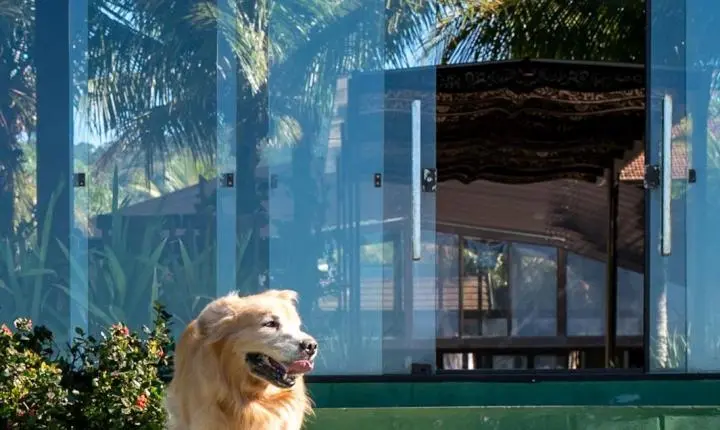 Seu pet também merece férias cinco estrelas — e a Estaleiro Guest House é o refúgio perfeito