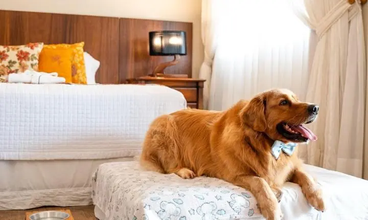 Seu pet também merece férias cinco estrelas — e a Estaleiro Guest House é o refúgio perfeito